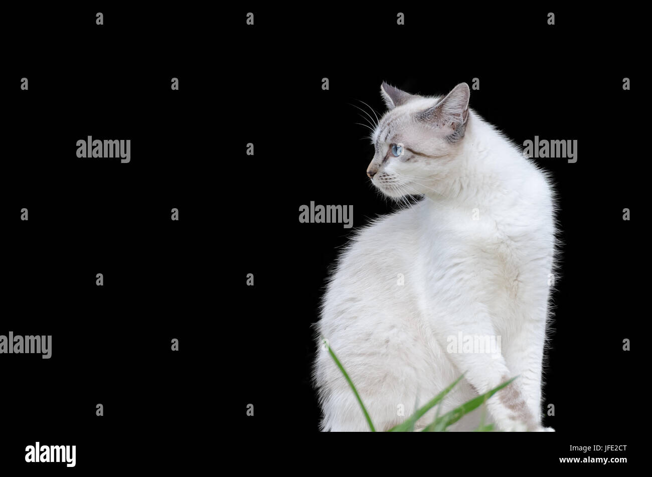 Cute cat with on black isolated background Stock Photo