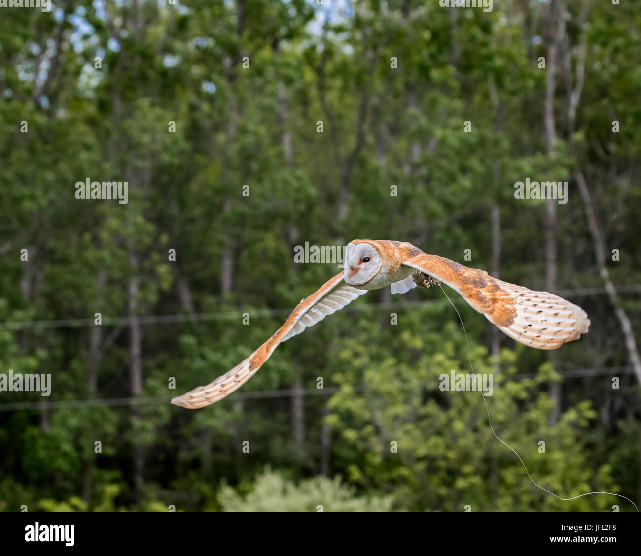 Baby barn owl learning to fly Stock Photo