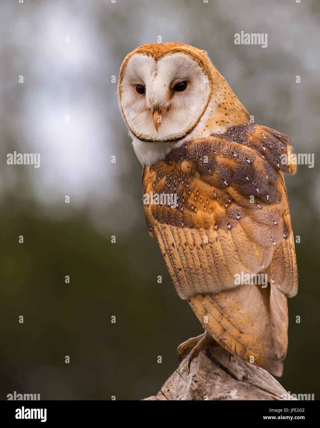 Baby Barn Owl Learning To Fly Stock Photo 147212130 Alamy