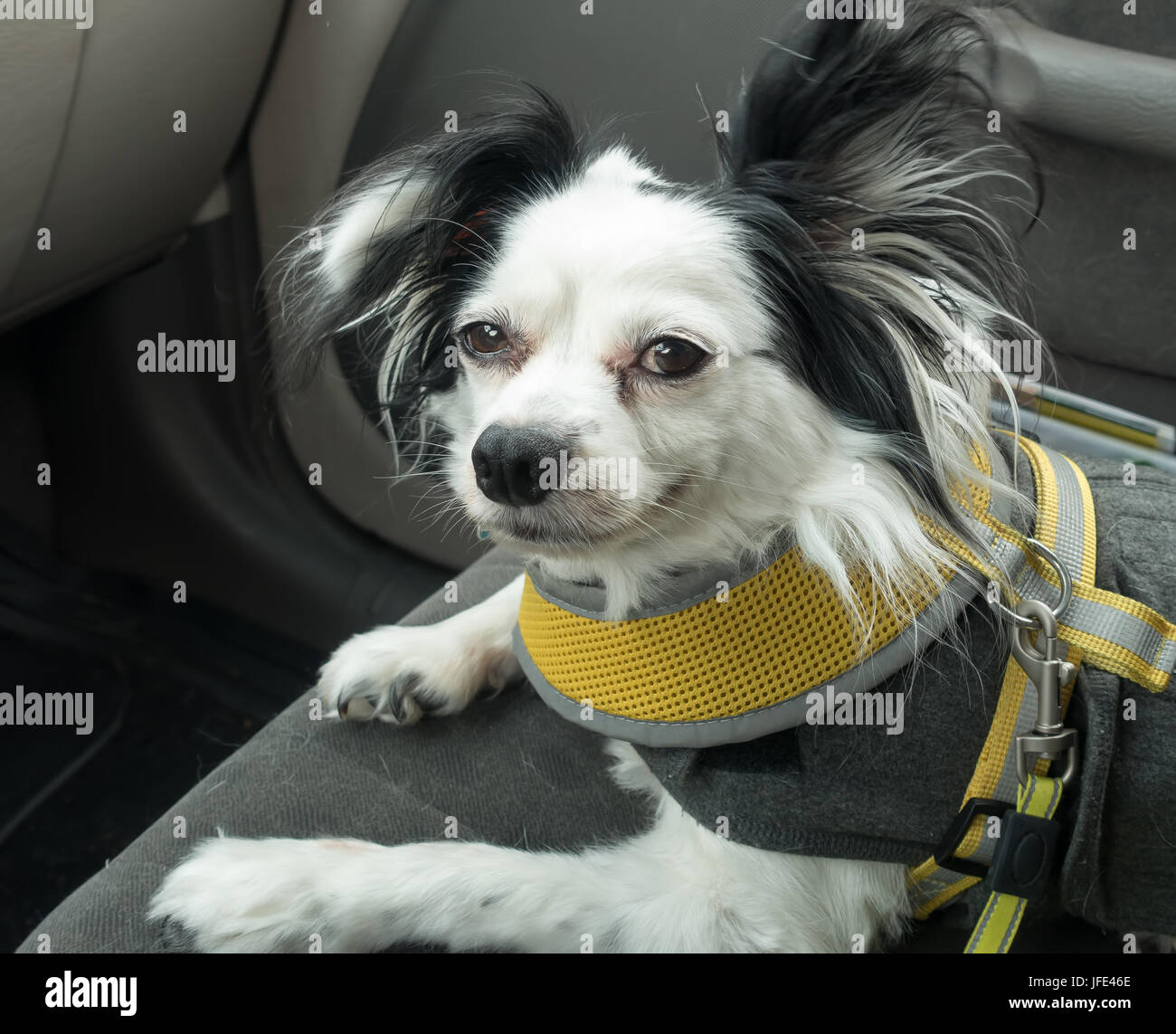 A black and white Papillon dog sits on the front seat of a car. Stock Photo