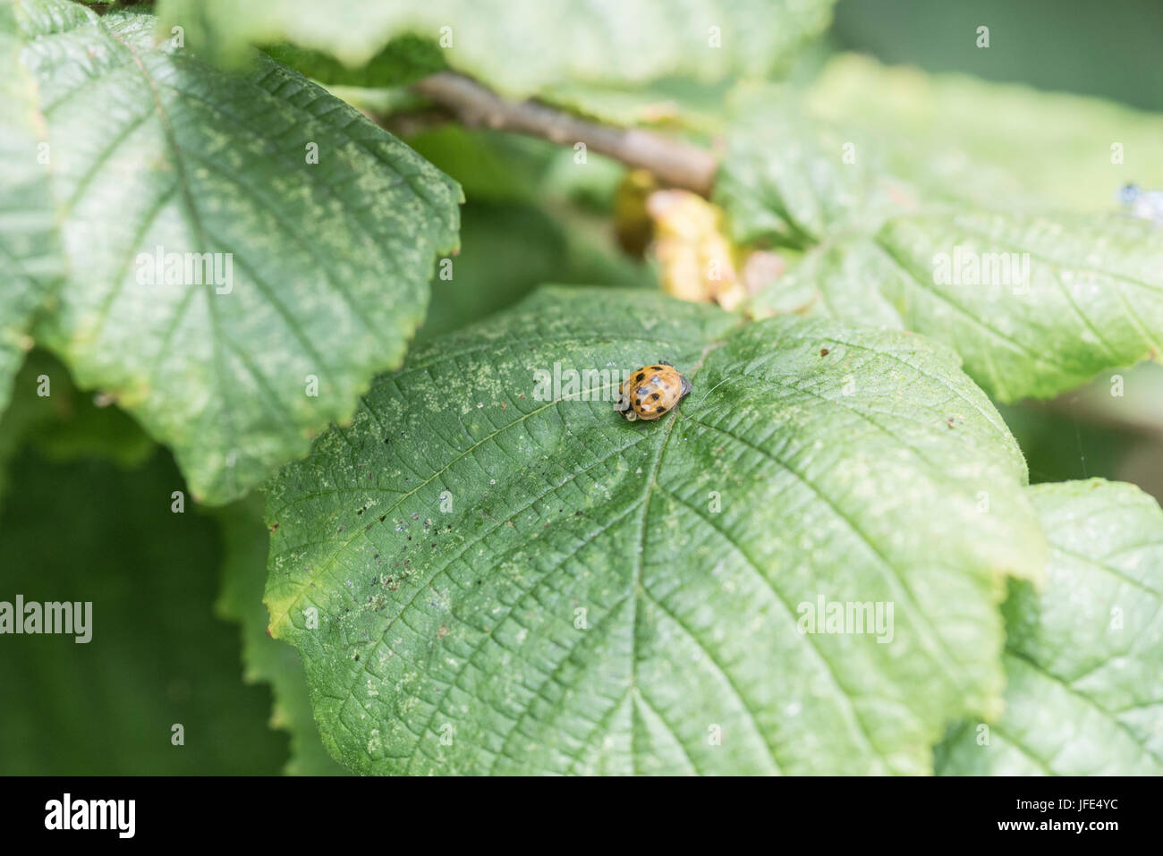A Harlequin Lady bird (Harmonia axyridis) Stock Photo