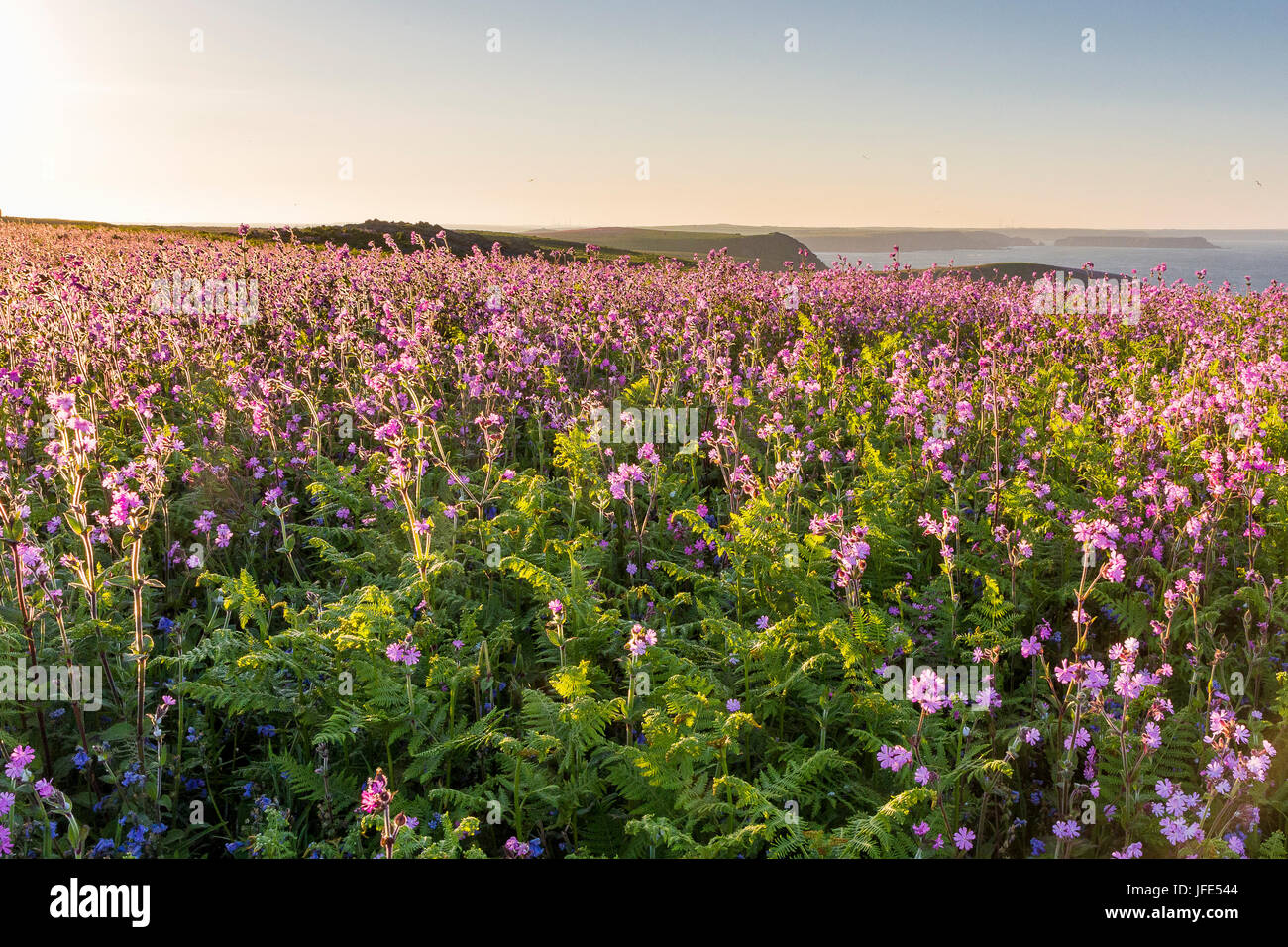 Expanse of red campion (Silene dioica) and bluebells, Hyacinthoides non-scripta (syn. Scilla non-scripta) at sunrise looking east, Skomer Island, Wale Stock Photo