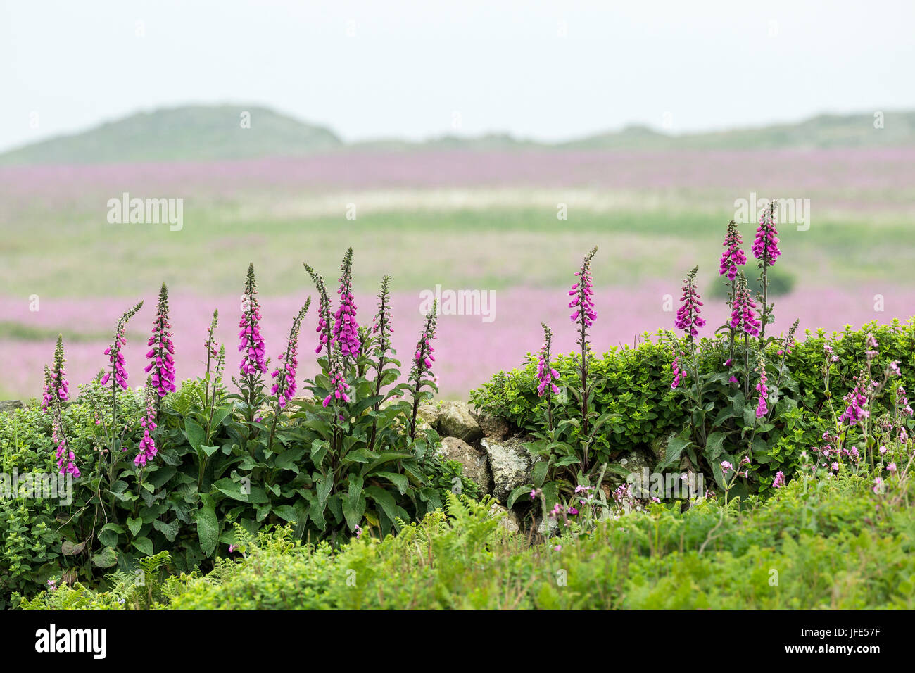 Foxgloves (Digitalis purpurea) and wood sage(Teucrium scorodonia) grow next to the remains of a drystone wall with a haze of red campion (Silene dioic Stock Photo