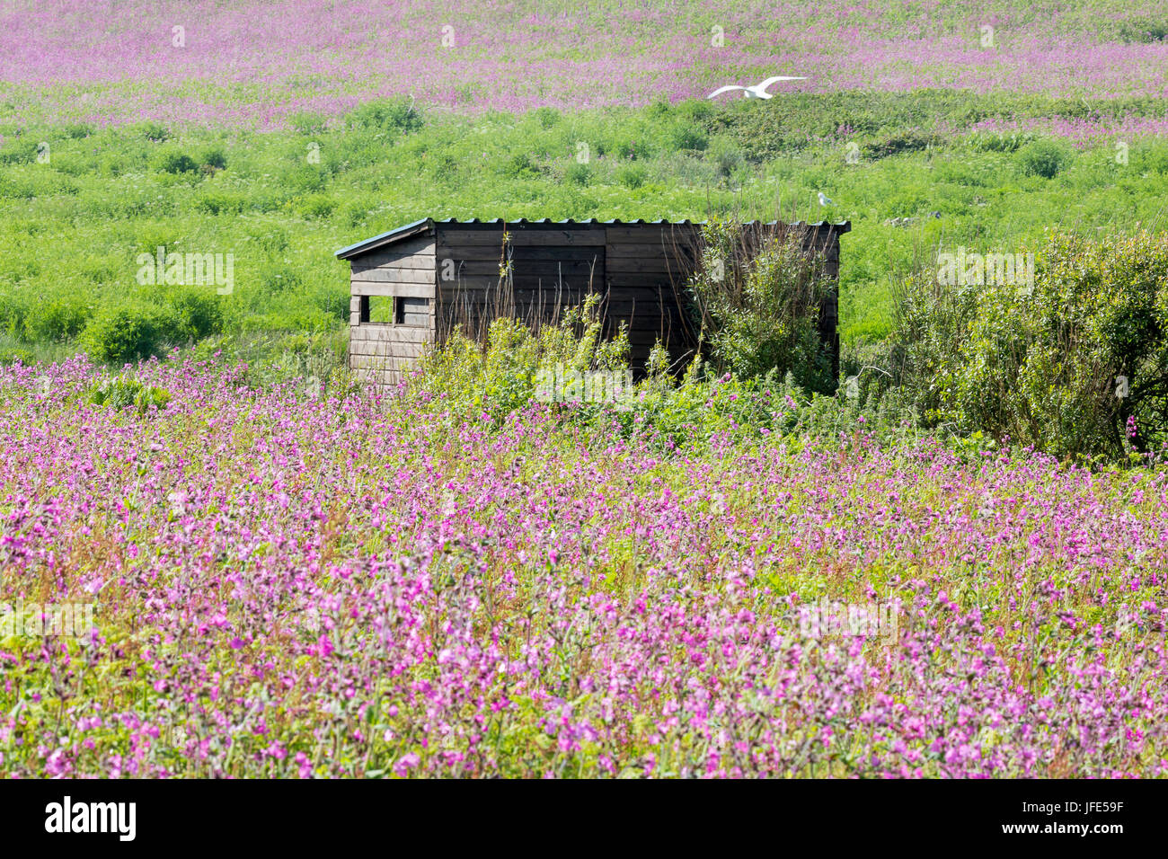 Bird hide among the wildflowers, including carpets of red campion (Silene dioica). Skomer Island, Wales. Stock Photo