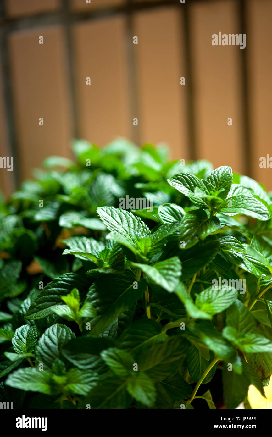 fresh mint plant Stock Photo Alamy