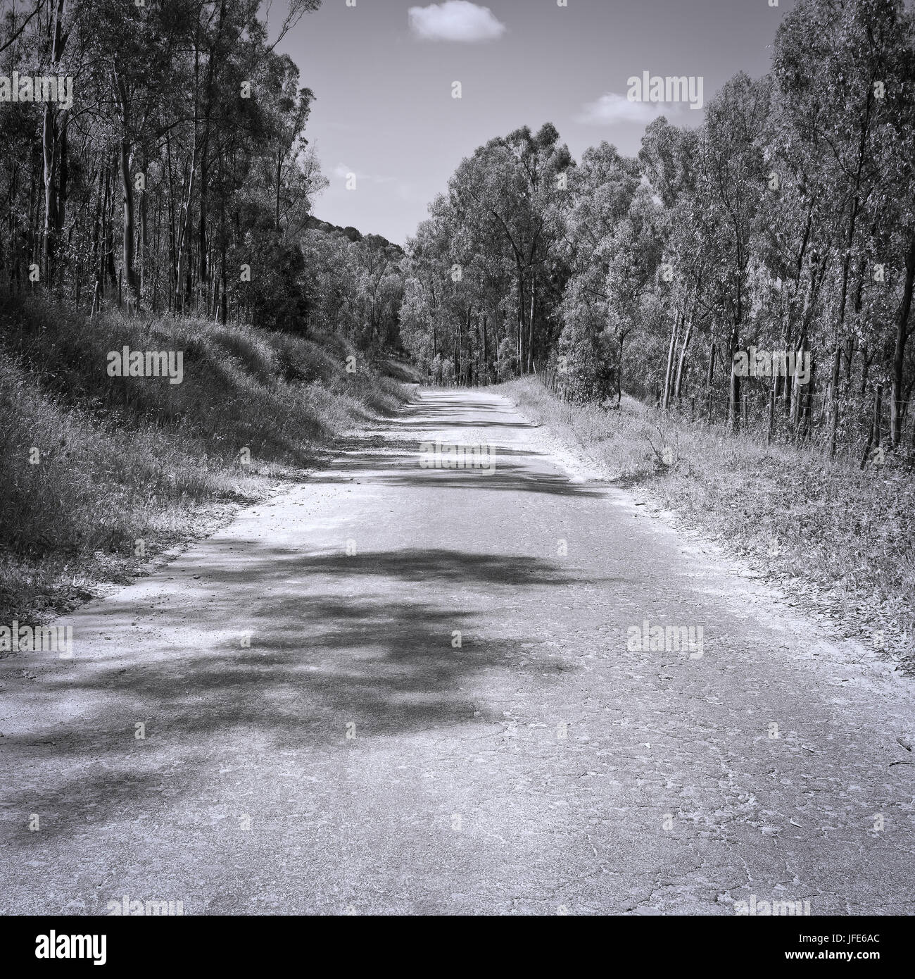 Straight road with tree canopy hi-res stock photography and images - Alamy