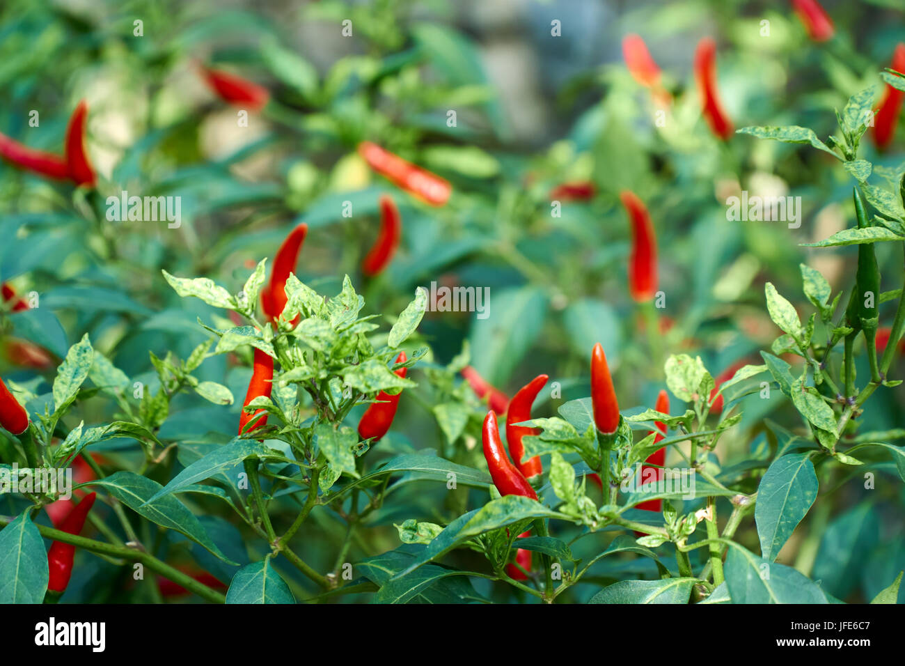 Jalapeno plant hires stock photography and images Alamy