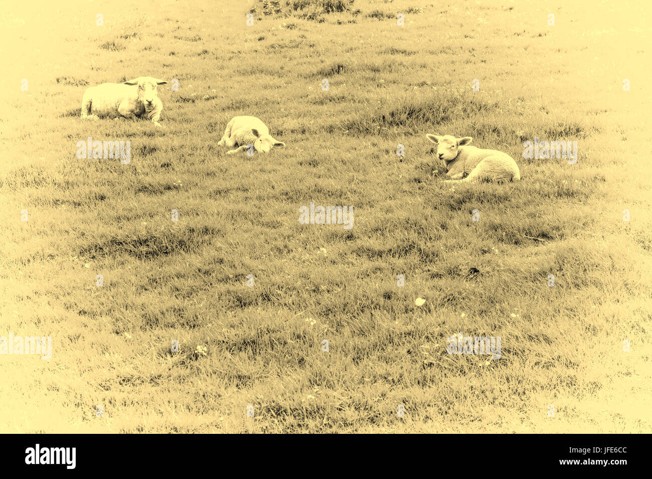 Sheeps Grazing on Green Pasture Stock Photo