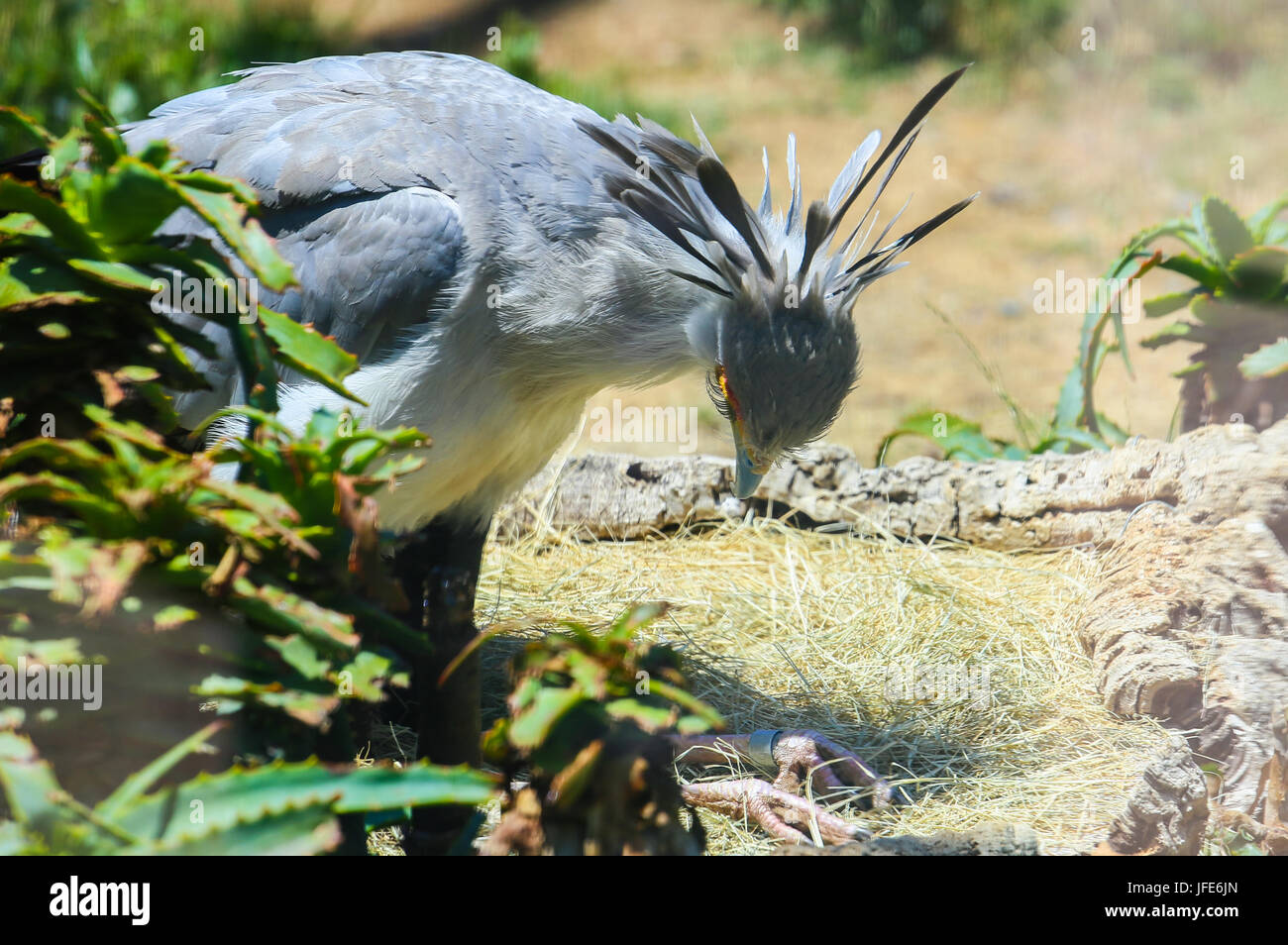 Southern secretary hi-res stock photography and images - Alamy
