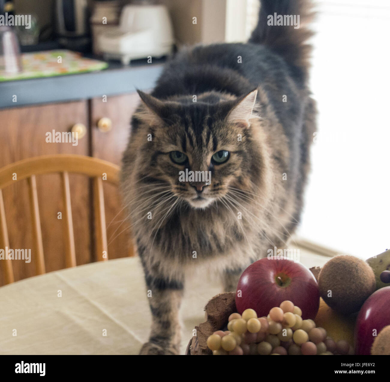 Table chair on kitchen hi-res stock photography and images - Alamy