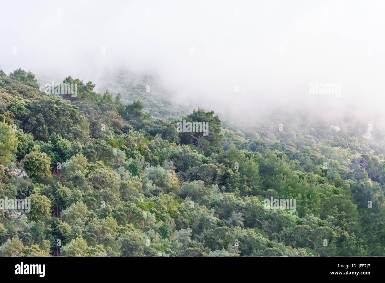 Tree trees fog mallorca hi-res stock photography and images - Alamy