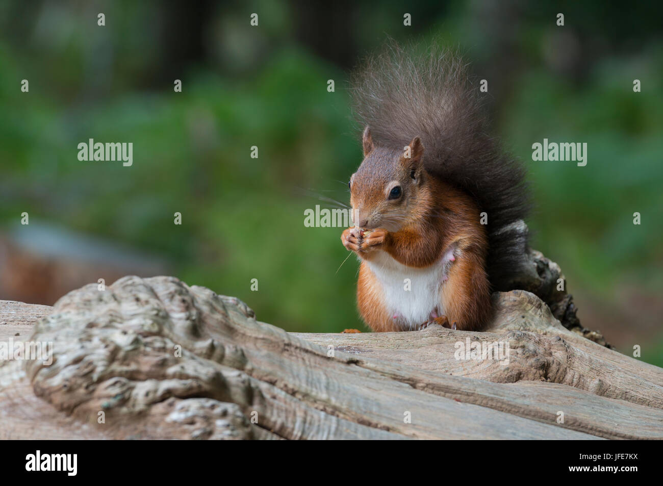 Red squirrel burying nuts hires stock photography and images Alamy