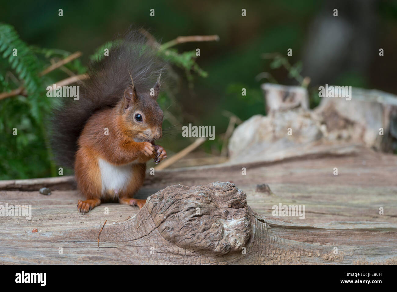 Red Squirrel on Log Stock Photo