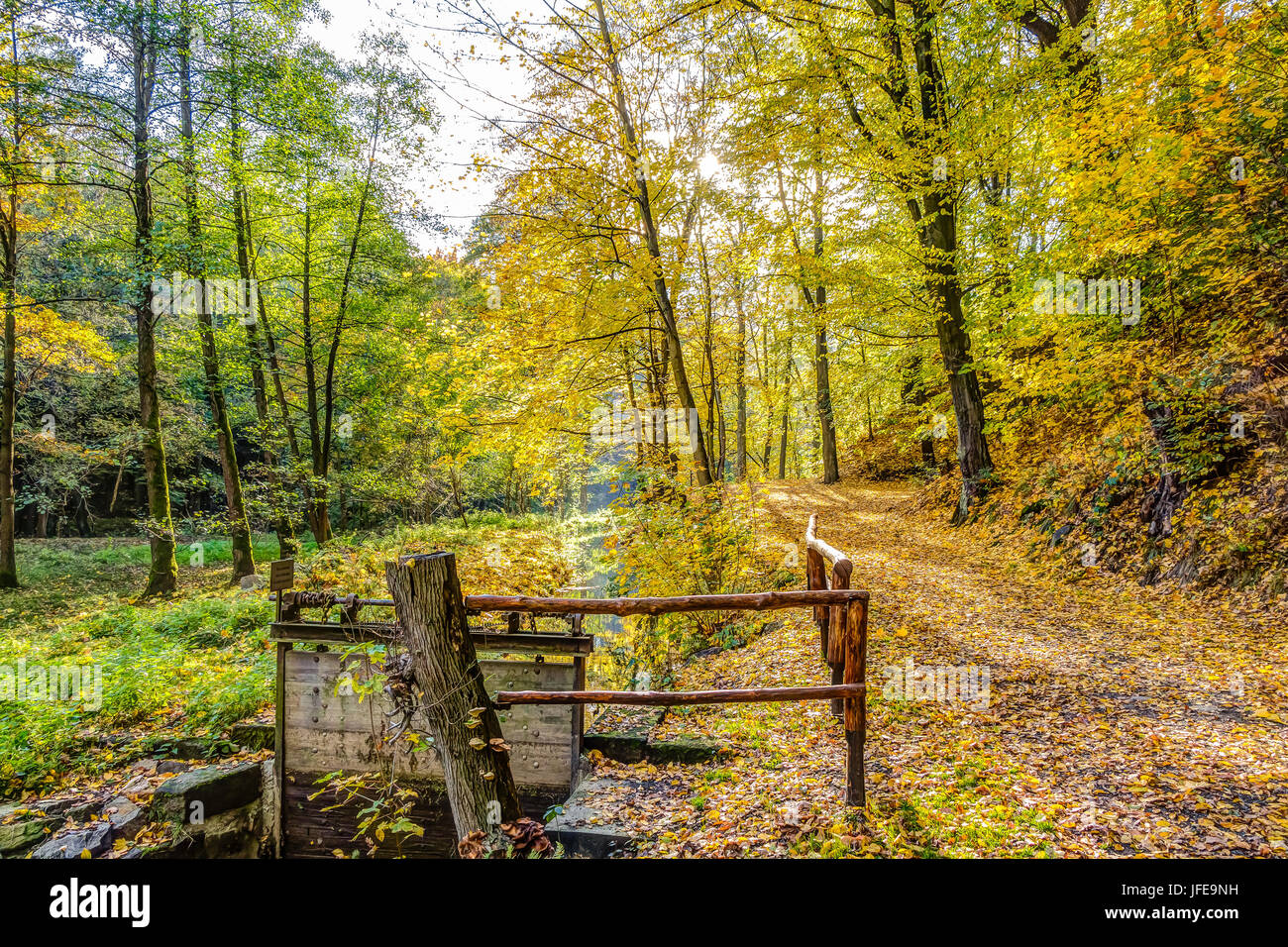 Forest scenery hi-res stock photography and images - Alamy