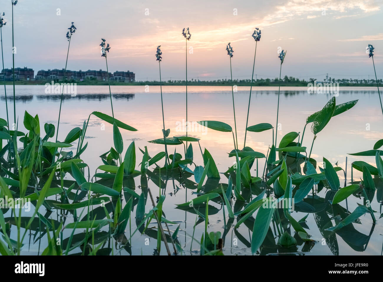 thalia dealbata fraser Stock Photo