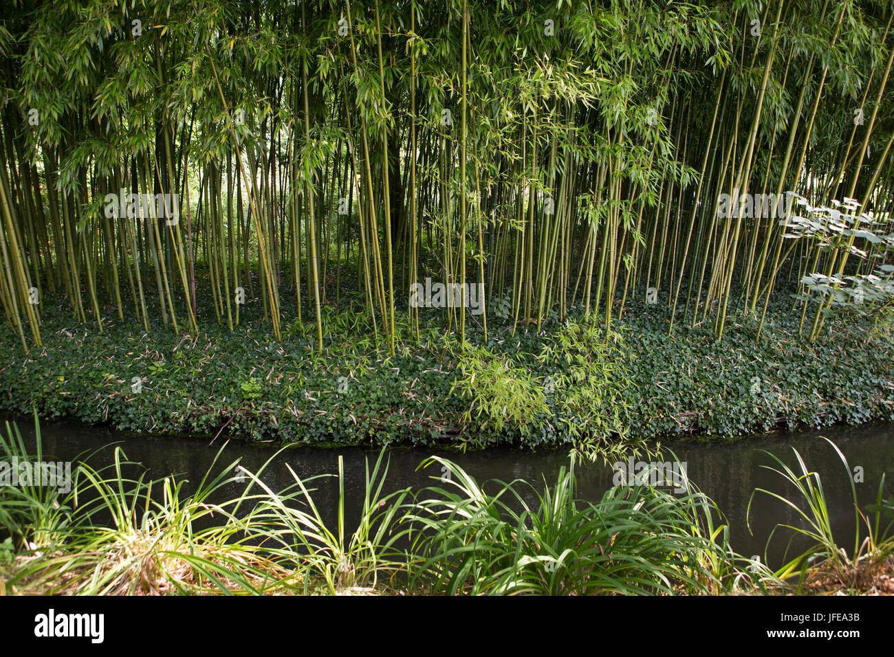 The bamboo and stream that inspired artist and painter Monet, at his home. Stock Photo