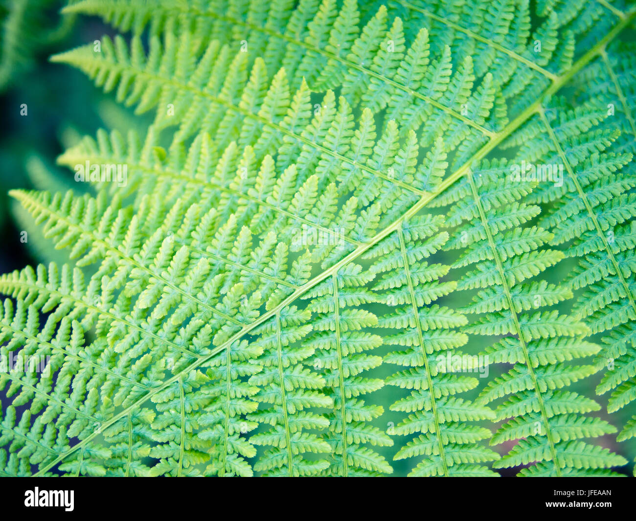 Detail of fern leaf, bracken sword, fresh saturated green symmetry pattern, nature representation Stock Photo