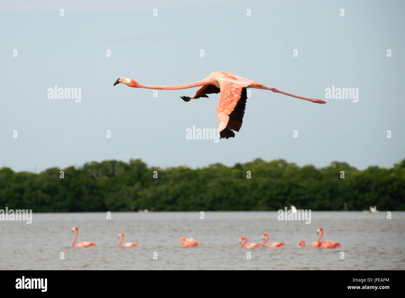 Flamingo in flight near Progreso, Yucatán, Mexico Stock Photo