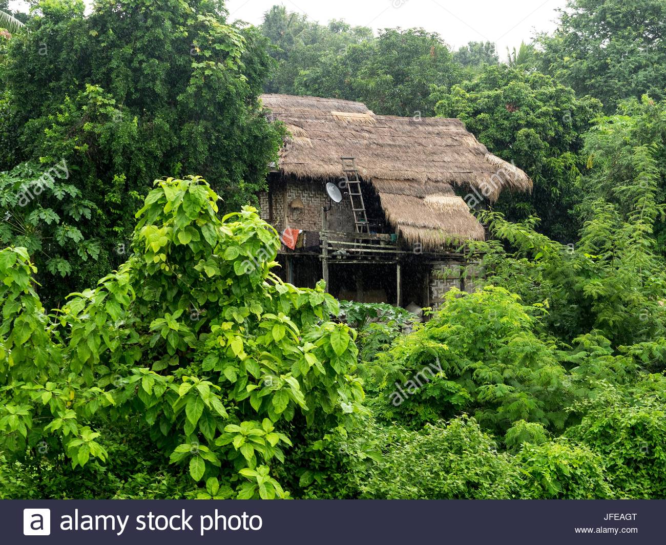 Bamboo Forest Burma Stock Photos & Bamboo Forest Burma ...