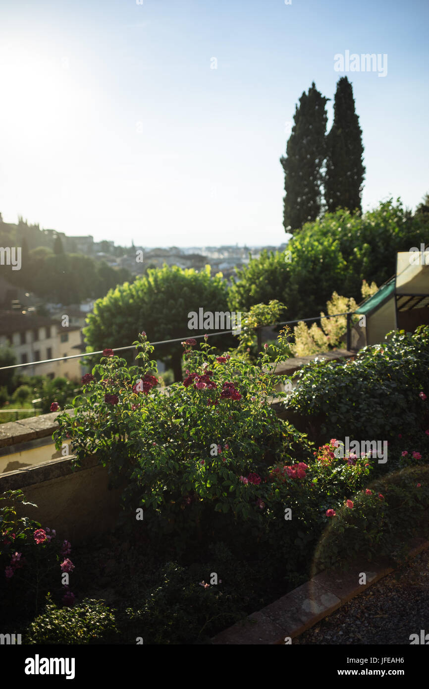 Rose Garden Florence 2 Stock Photo Alamy