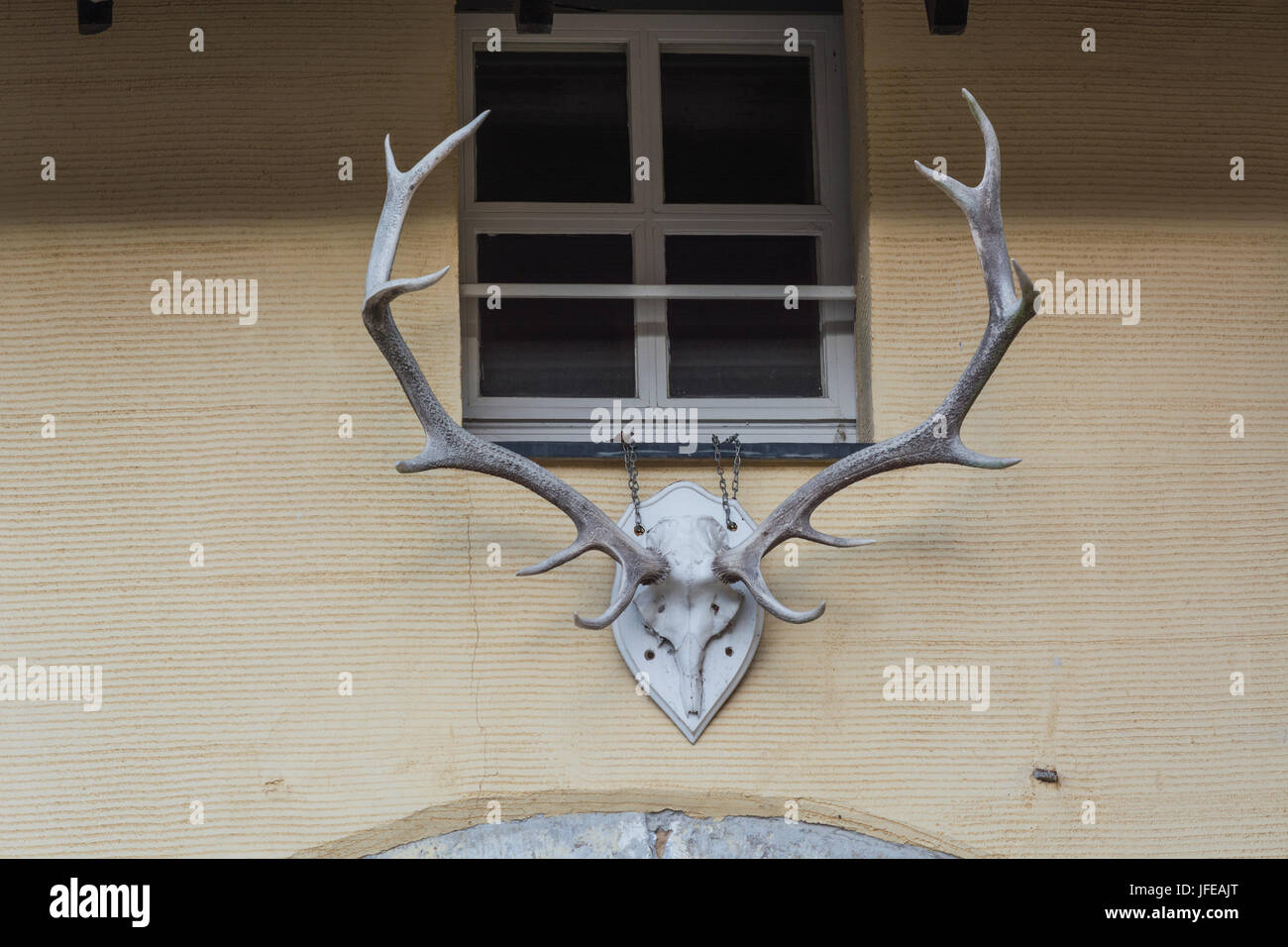 Deer antler hanging on a yellow wall. Stock Photo