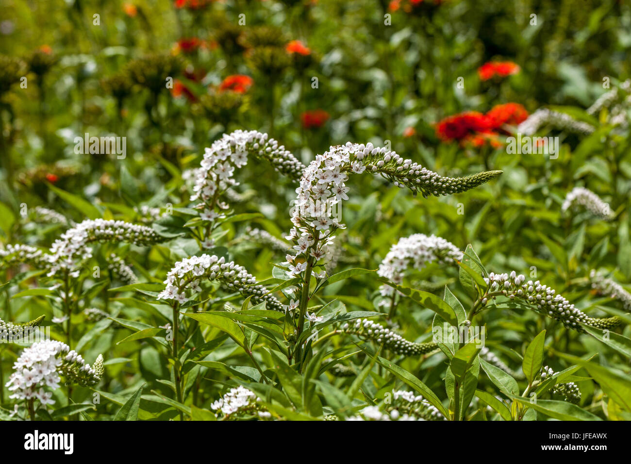 lysimachia clethroides, Lychnis chalcedonica background Stock Photo