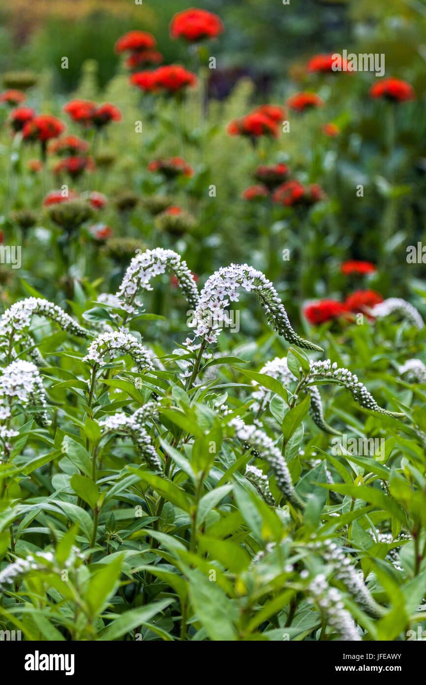 lysimachia clethroides, Lychnis chalcedonica background Stock Photo