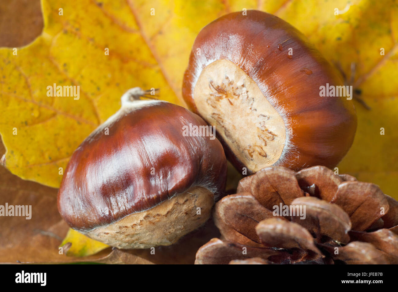 Close up (macro) of Autumn flora, with focus on shiny conkers.  Autumn Sycamore leaves in soft focus background and a fir cone at the fore. Stock Photo