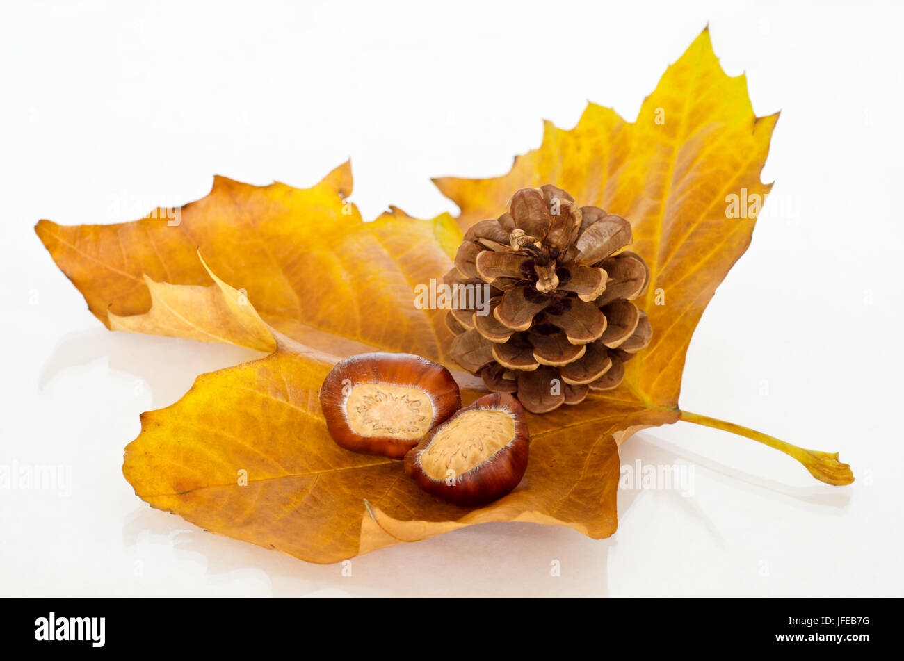A single Sycamore leaf  in Autumn shades of gold and orange, facing upwards and holding two chestnuts (conkers) and a fir cone.  Reflective surface be Stock Photo