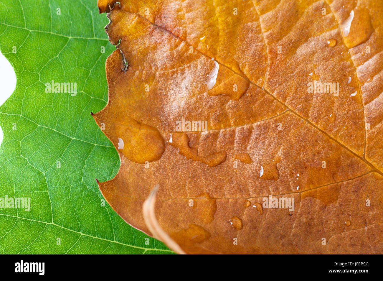 Close up (macro) of a green Summer leaf, overlapped by a decaying golden Autumn leaf with water drops.  Illustrating the change of seasons. Stock Photo