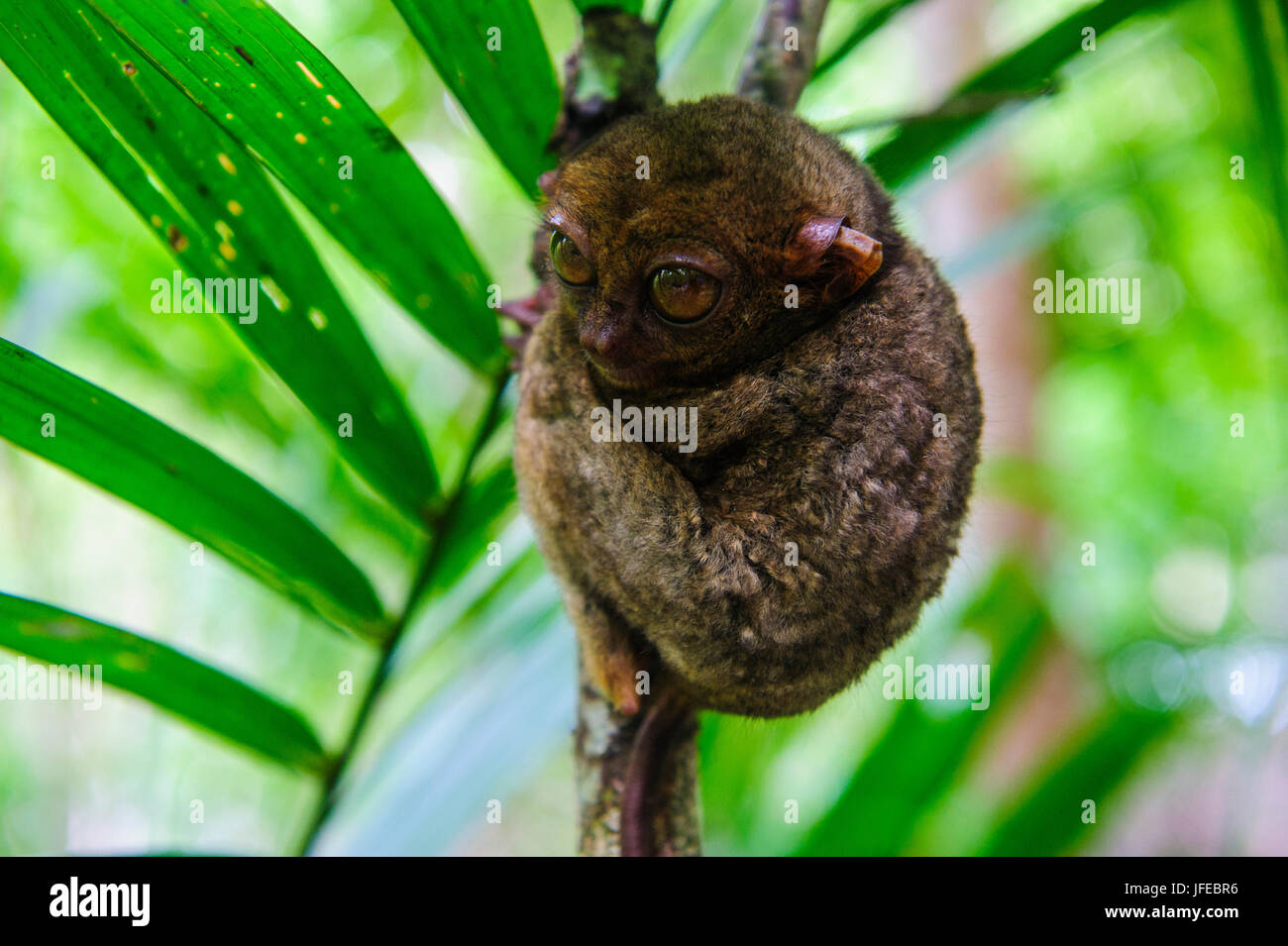 Philippine tarsier (Carlito syrichta), smallest monkey in the world