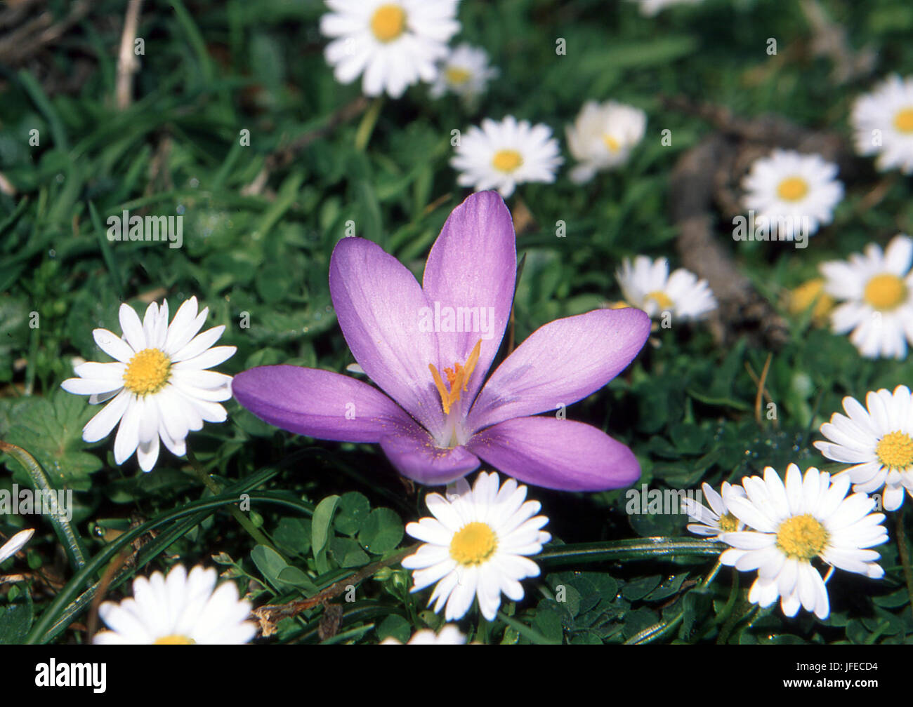 Wild saffron (crocus minumus) with white daisy (bellis annua) Stock Photo