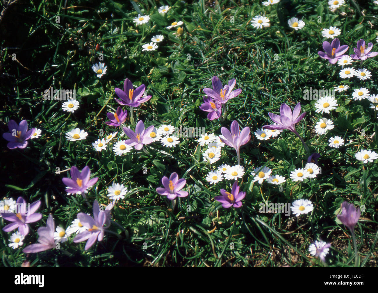 Wild saffron (crocus minumus) with white daisy (bellis annua) Stock Photo