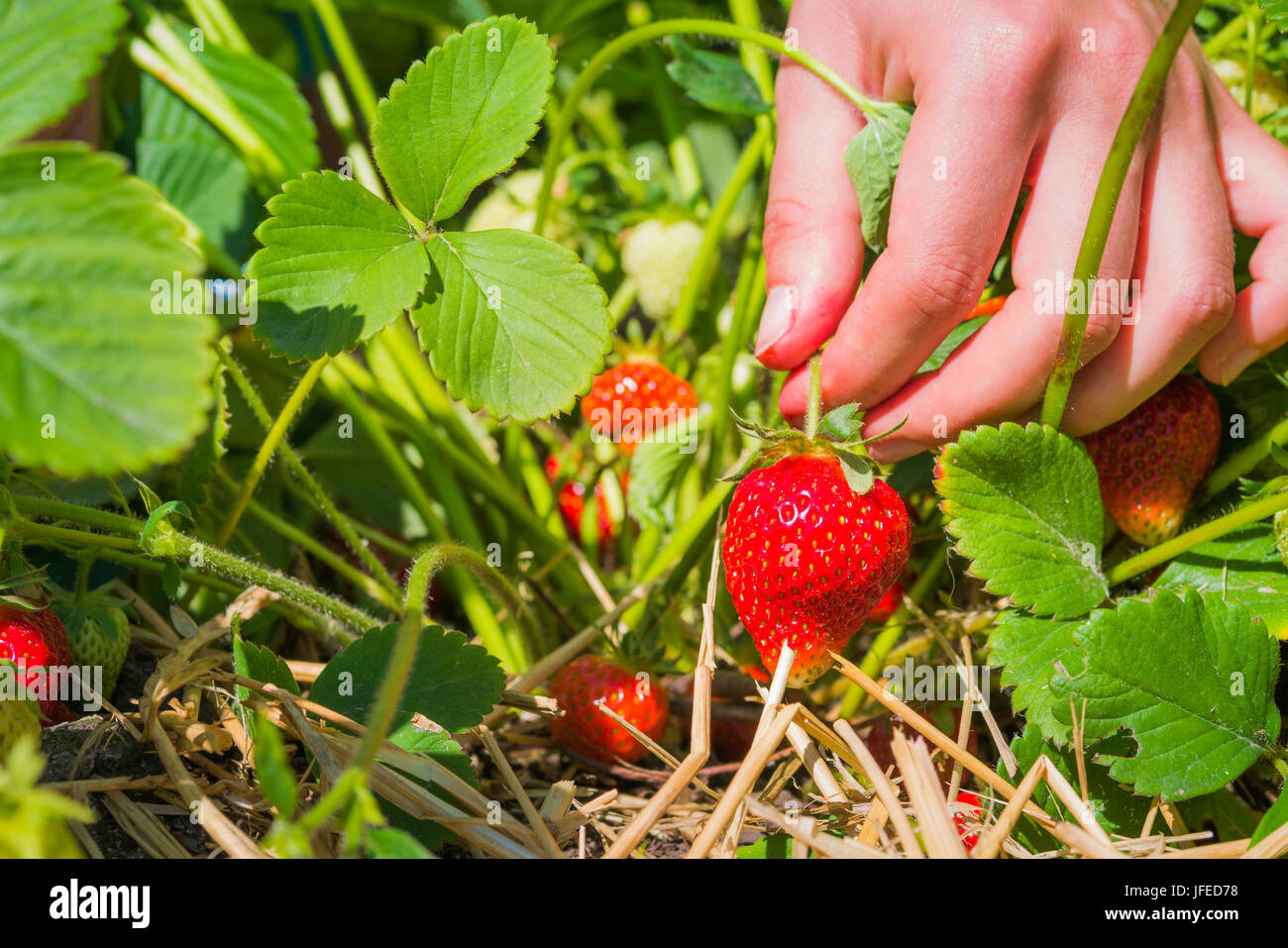 Women hands picking of fresh organic strawberry in the field Stock ...