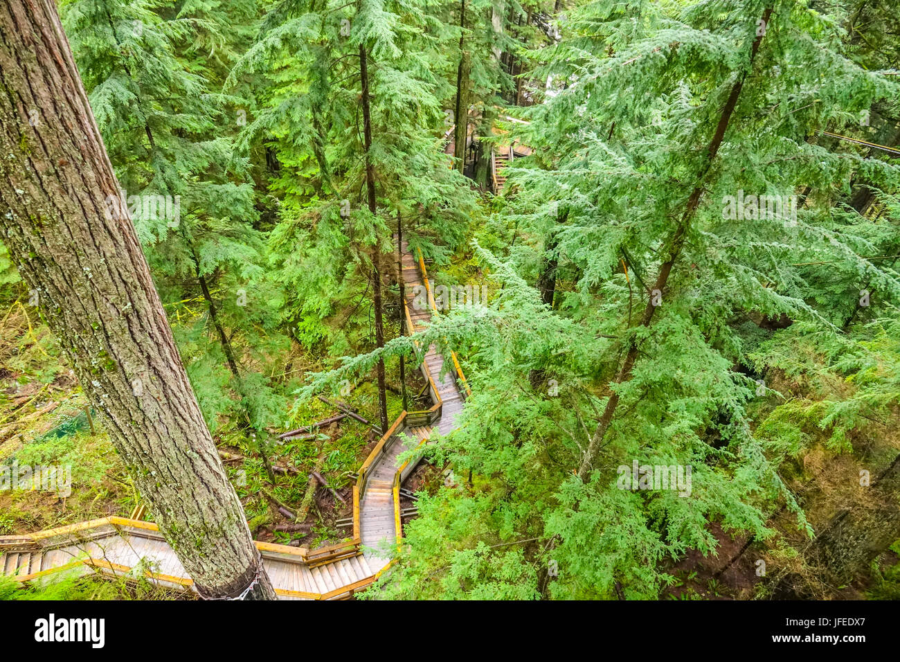 Trails in the Capilano Park for exploring the nature Stock Photo