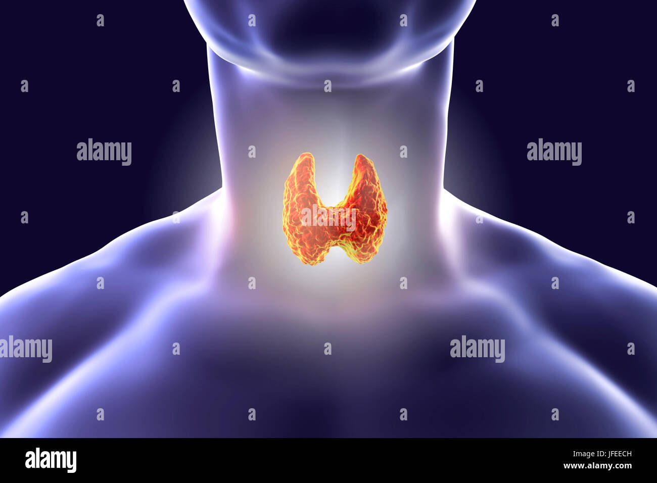 Thyroid gland in a man's neck, computer illustration. Stock Photo