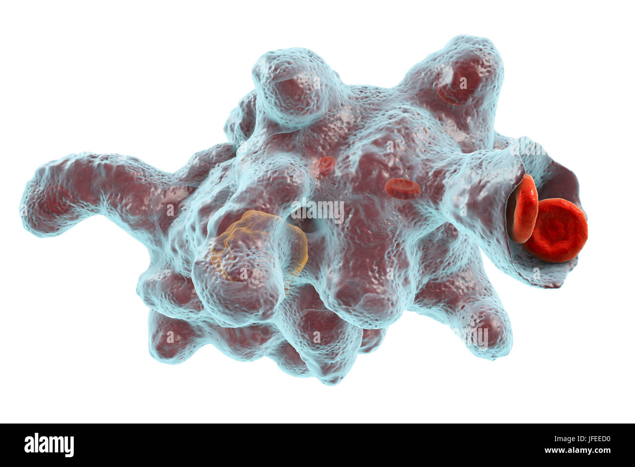 Parasitic amoeba (Entamoeba histolytica), computer illustration. This single-celled organism causes amoebic dysentery and ulcers (vegetative trophozoite stage). It is spread by faecal contamination of food and water and is most common where sanitation is poor. Amoebae invade the intestine but may spread to the liver, lungs and other tissues. Infection is caused by the ingestion of cysts that develop into the pathogenic trophozoite amoeba seen here. Entamoeba histolytica occurs worldwide, with up to 50% of the population being infected primarily in warmer climates. Stock Photo