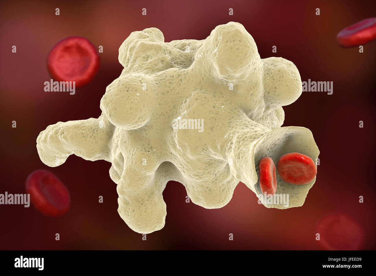 Parasitic amoeba (Entamoeba histolytica) engulfing red blood cells, computer illustration. This single-celled organism causes amoebic dysentery and ulcers (vegetative trophozoite stage). It is spread by faecal contamination of food and water and is most common where sanitation is poor. Amoebae invade the intestine but may spread to the liver, lungs and other tissues. Infection is caused by the ingestion of cysts that develop into the pathogenic trophozoite amoeba seen here. Entamoeba histolytica occurs worldwide, with up to 50% of the population being infected primarily in warmer climates. Stock Photo