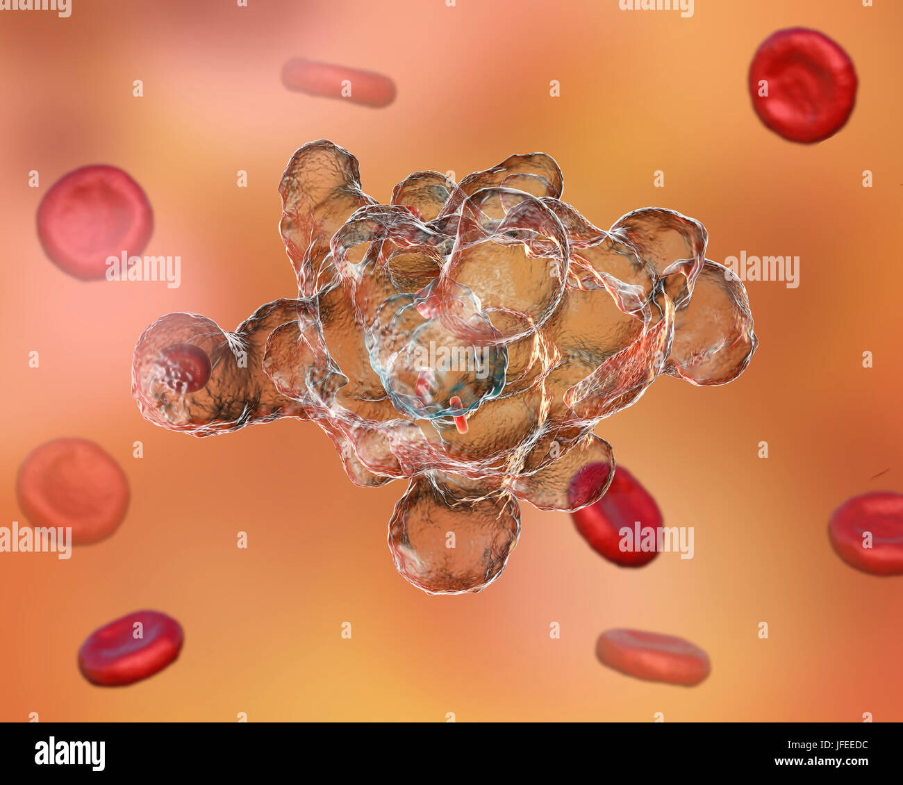 Parasitic amoeba (Entamoeba histolytica) engulfing red blood cells, computer illustration. This single-celled organism causes amoebic dysentery and ulcers (vegetative trophozoite stage). It is spread by faecal contamination of food and water and is most common where sanitation is poor. Amoebae invade the intestine but may spread to the liver, lungs and other tissues. Infection is caused by the ingestion of cysts that develop into the pathogenic trophozoite amoeba seen here. Entamoeba histolytica occurs worldwide, with up to 50% of the population being infected primarily in warmer climates. Stock Photo
