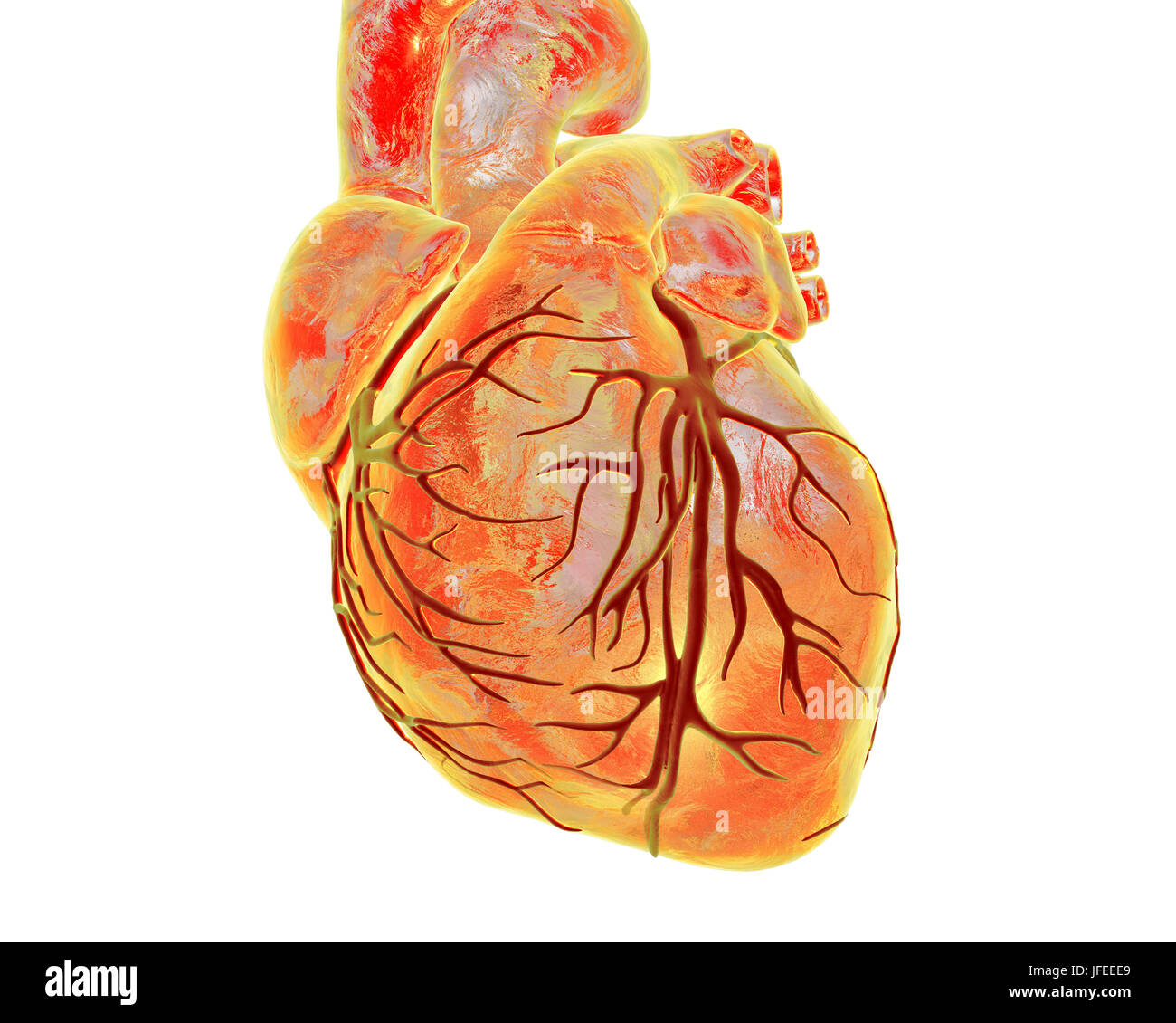 Heart with coronary blood vessels, computer illustration. Stock Photo