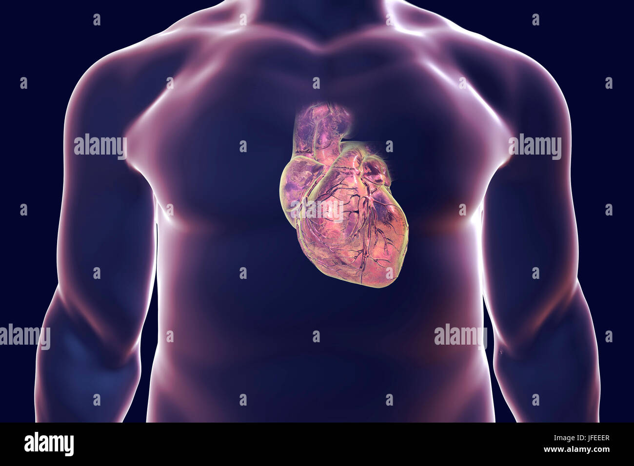 Heart with coronary blood vessels, computer illustration. Stock Photo