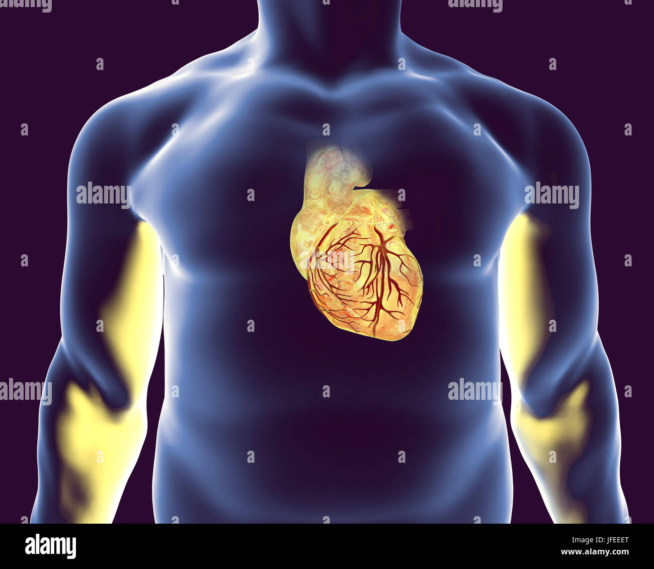 Heart with coronary blood vessels, computer illustration. Stock Photo