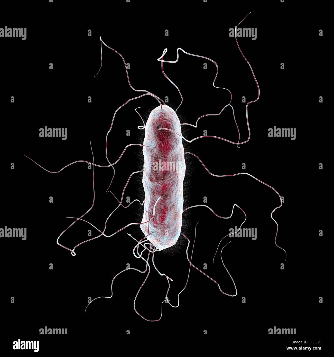 Proteus mirabilis bacterium, computer illustration. This is an enterobacterium which is present normally in the human intestine, although it has potential pathogenic qualities. Infections of the urinary tract are the most common diseases caused by P. mirabilis. Often such infections occur in hospitals as a secondary infection in debilitated patients. This gram-negative bacillus has flagella (hair-like structures) on its surface. The movement of the flagella gives the bacterium its mobility, enabling Proteus strains to spread rapidly. Stock Photo