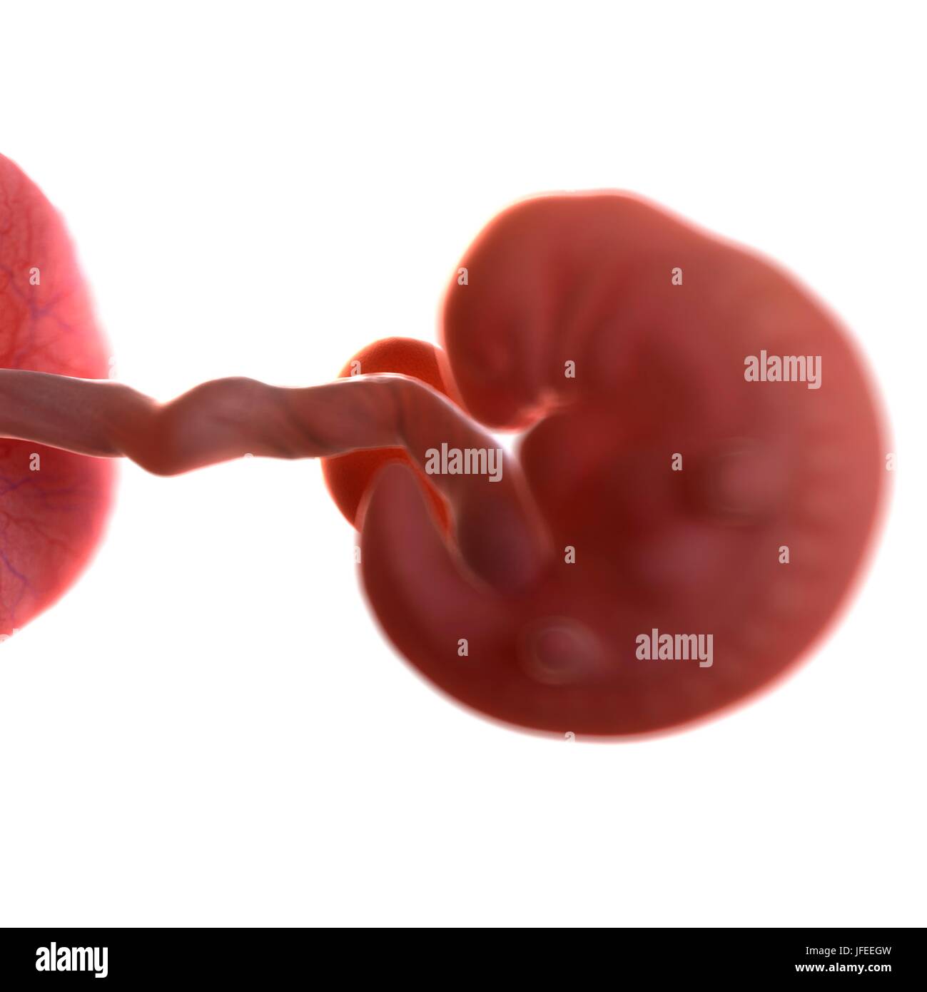 Fetus 6 weeks hi-res stock photography and images - Alamy