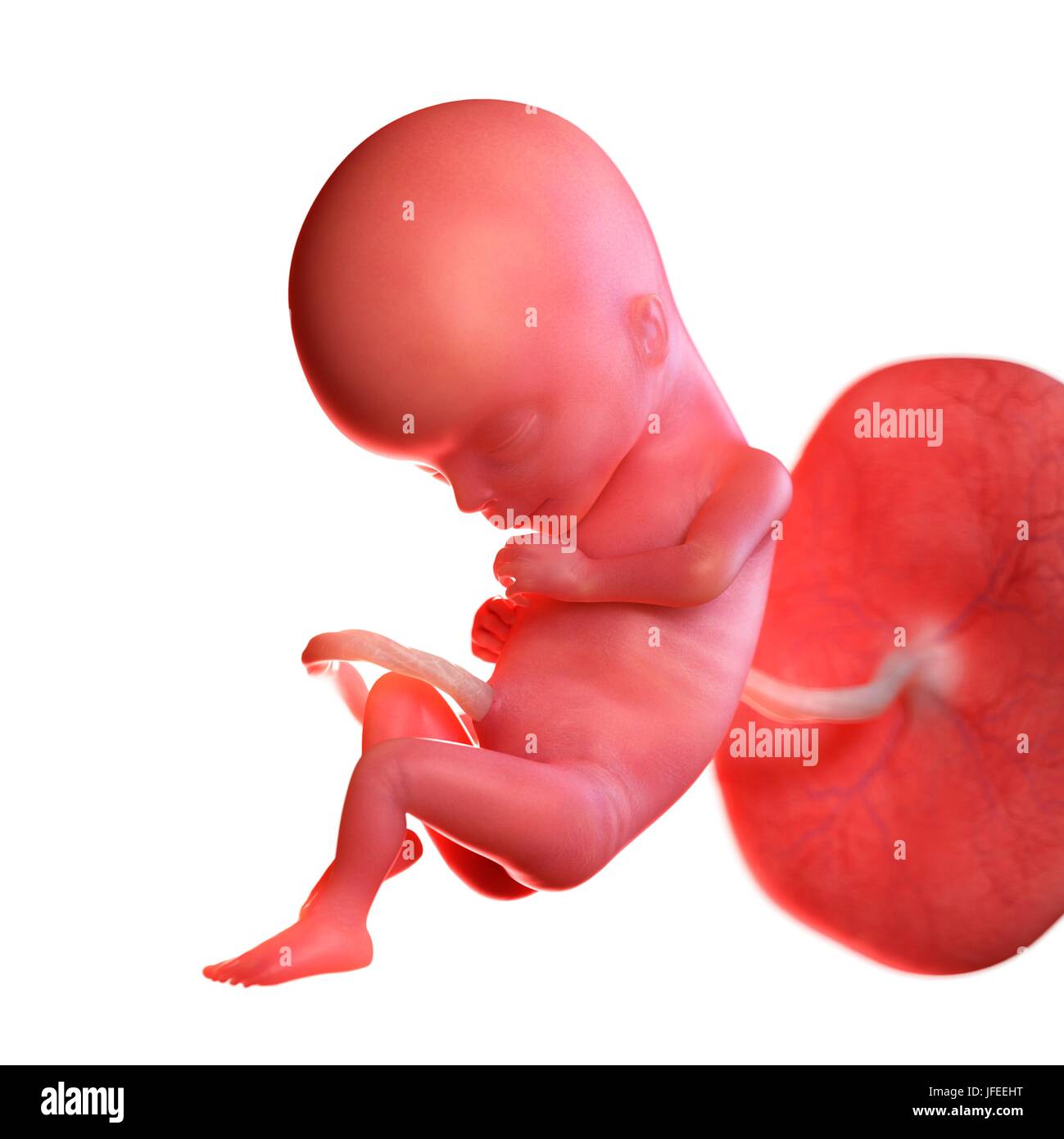 15 weeks fetal hi-res stock photography and images - Alamy
