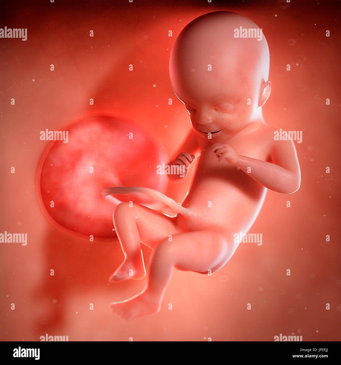 Foetus At 21 Weeks High Resolution Stock Photography And Images Alamy