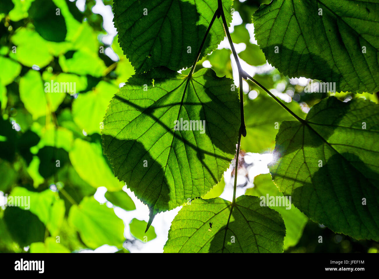 Tilia cordata, Small-leaved lime tree leaves green leaves sunlight Stock Photo