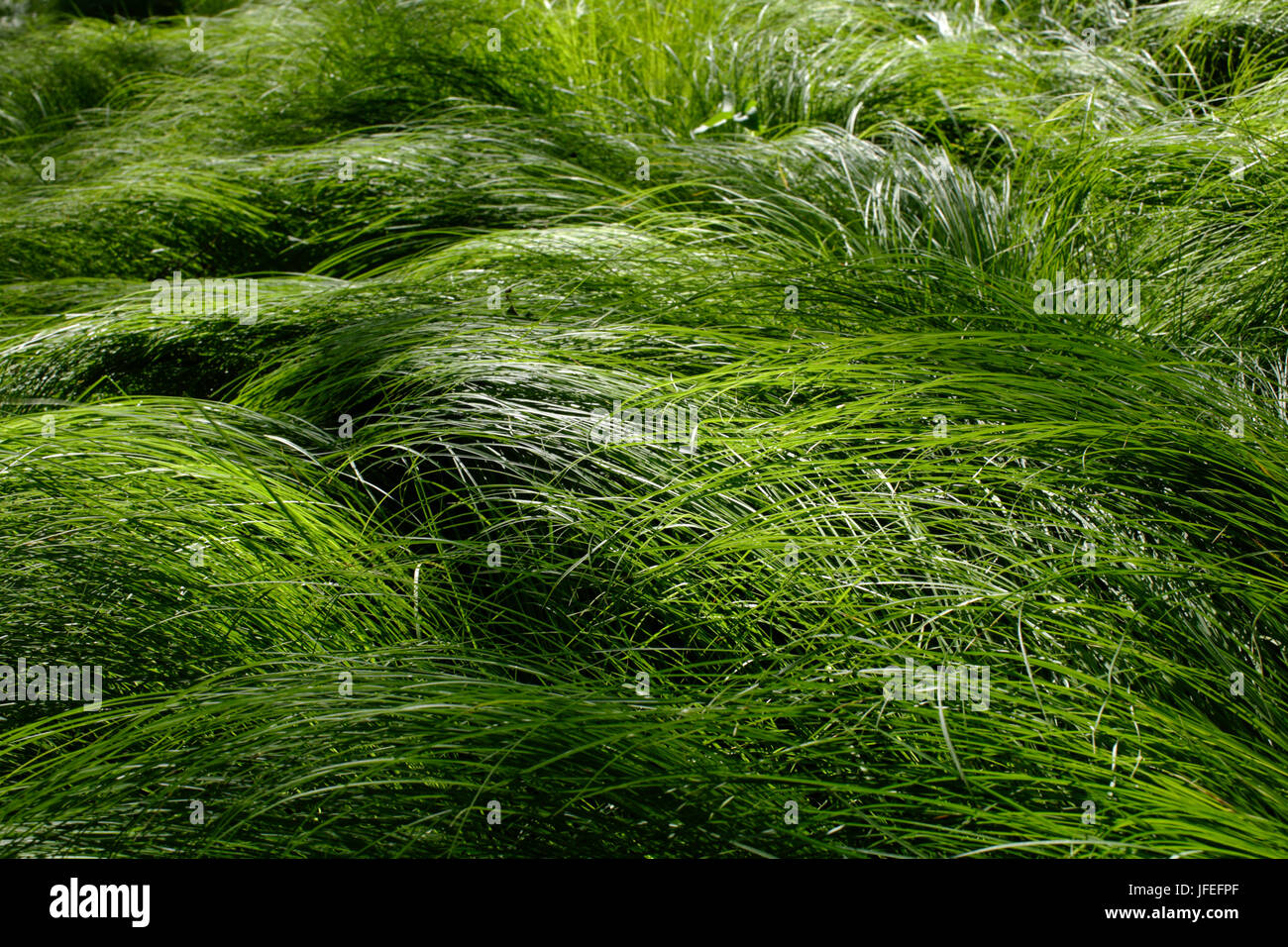 The Zittergras Segge, Carex brizoides, alp grass, forest hair or Quickly Stock Photo