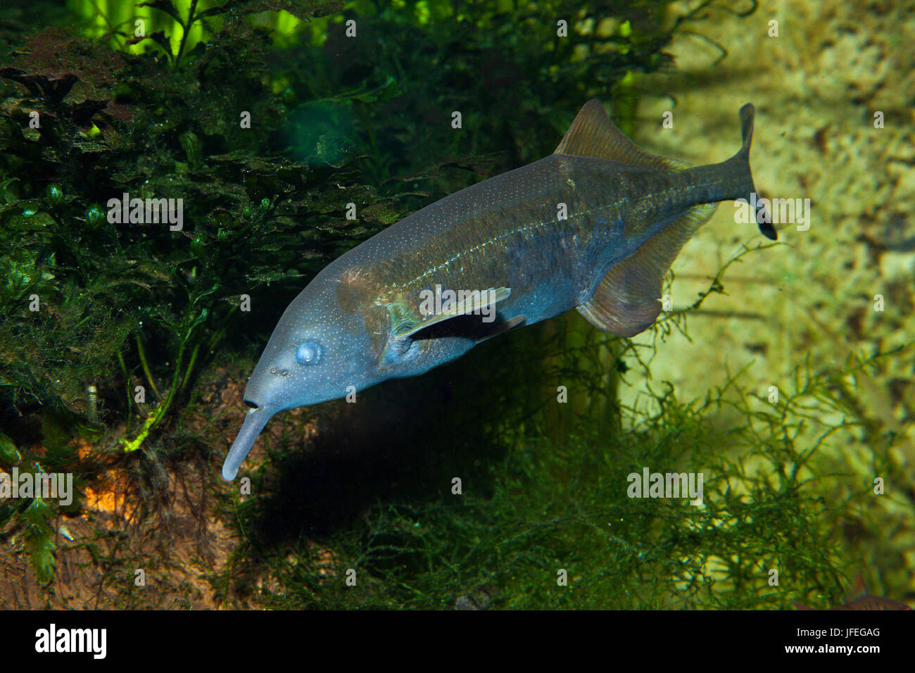 Tapir fish, Gnathonemus petersii, Congo Stock Photo