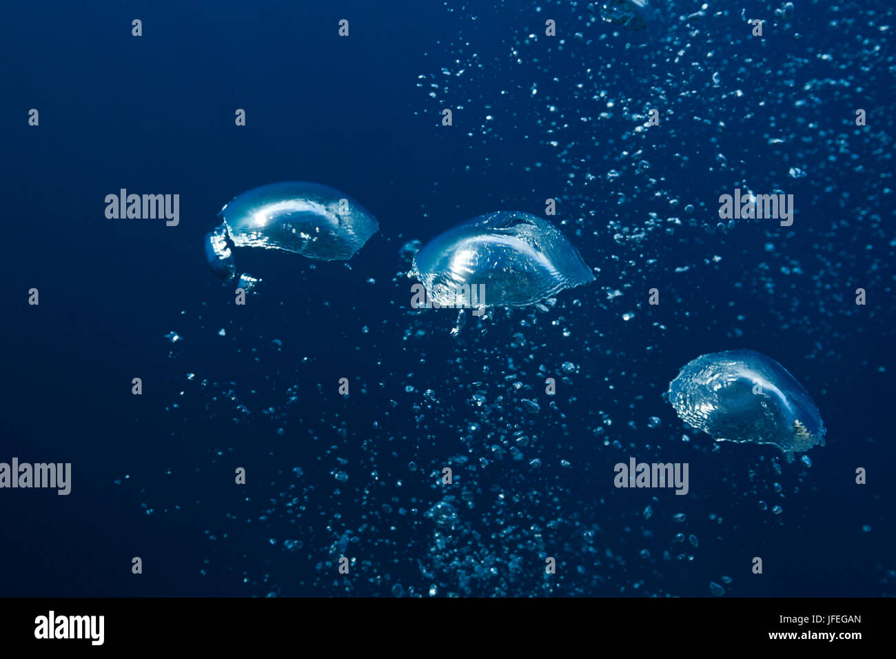 Air bubbles in the water, Guadalupe Island, Mexico Stock Photo